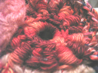 unikatissima Crochet Bullion Stitch